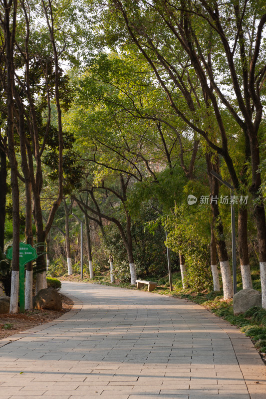 林间小道石板路树木成荫的自然景象