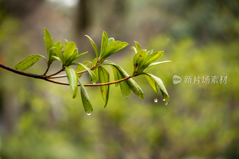 初春雨后枝头绿叶水珠悬挂