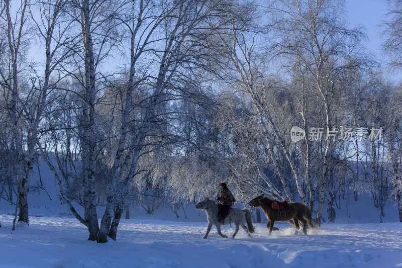 冬日坝上雪景白桦树骑马