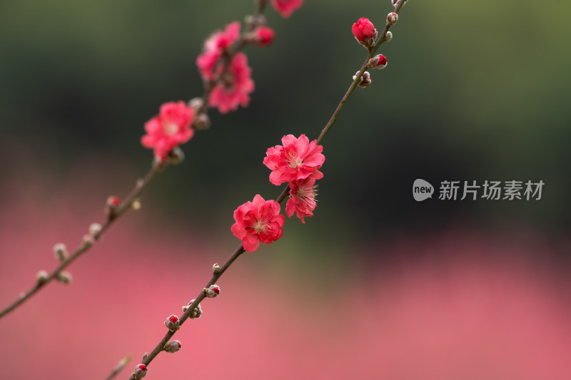 盛开的粉色桃花特写