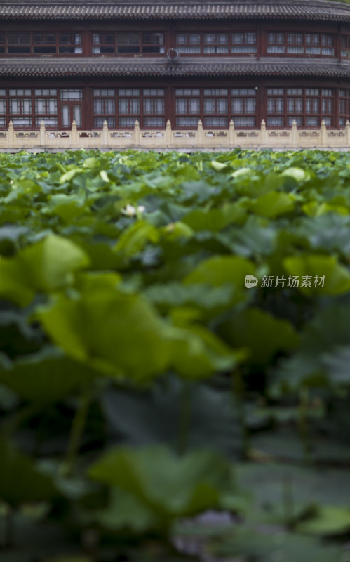 夏季公园荷塘荷叶丛中荷花特写