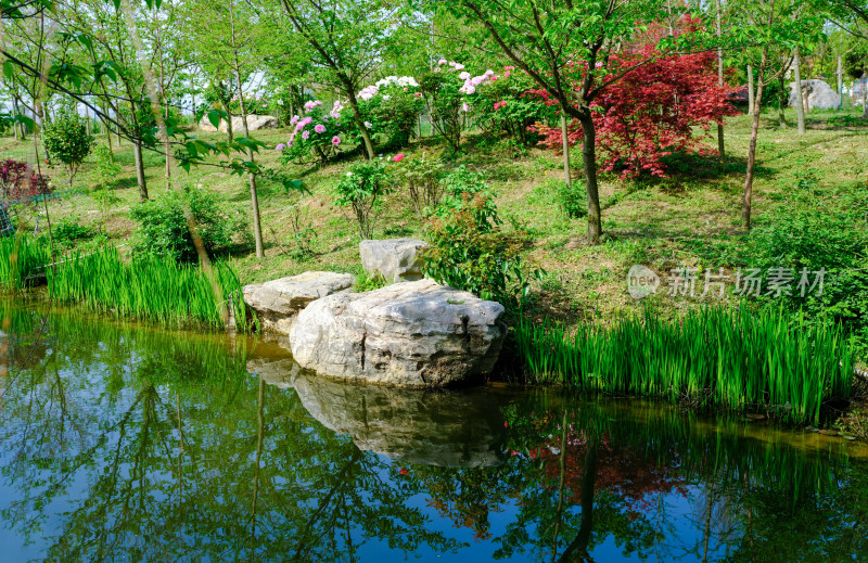 有小溪的春日树林风景