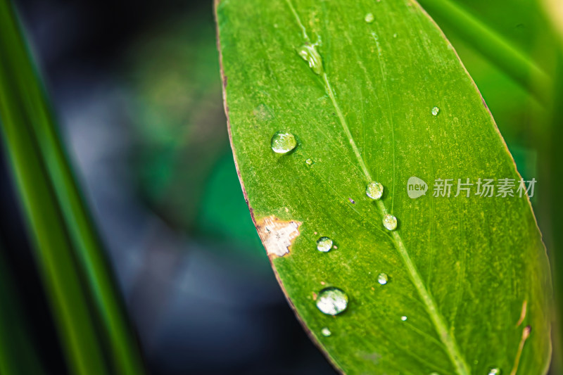 雨后绿叶上的水珠