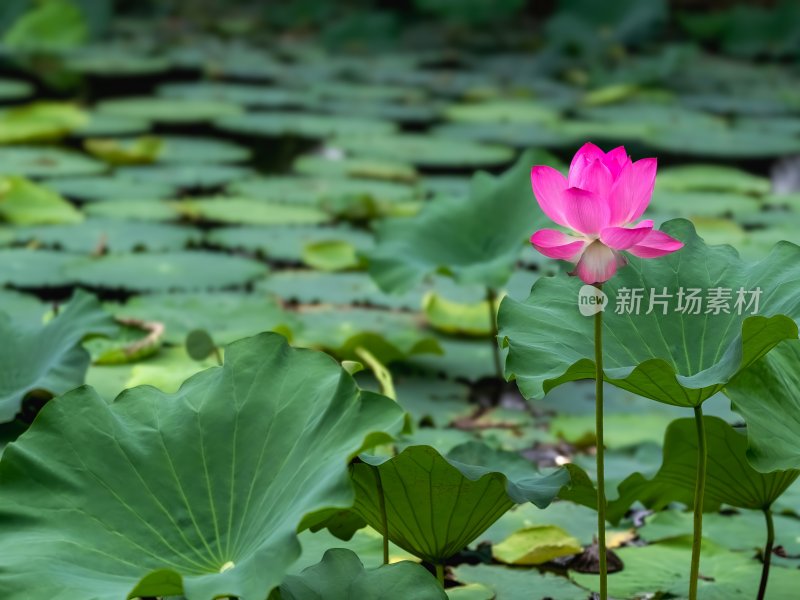 夏季荷塘莲花盛开