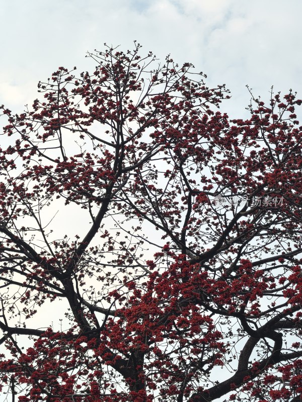 盛开的木棉花树枝