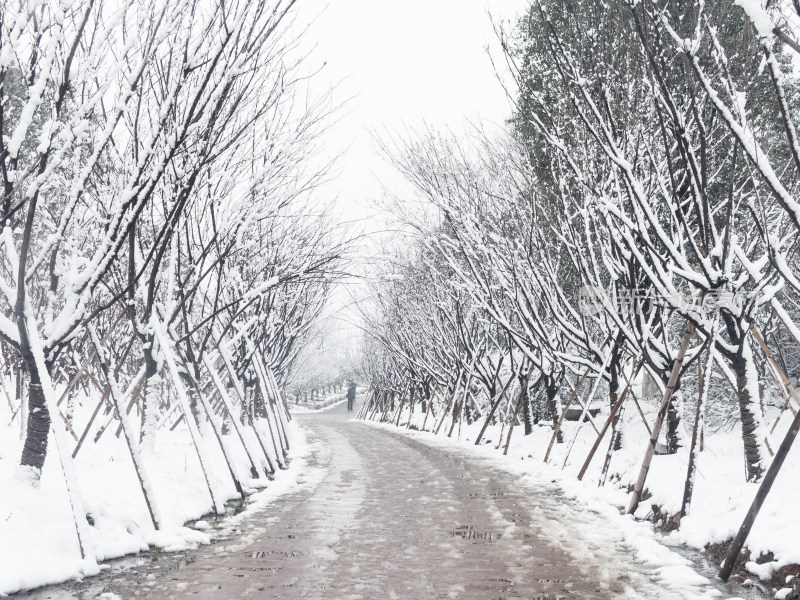 雪后林间小路雪景