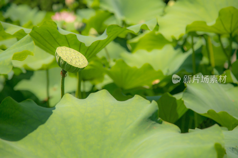 夏日荷花特写