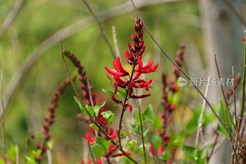 红色开花植物龙牙花