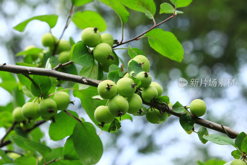 夏日公园里的西府海棠果实