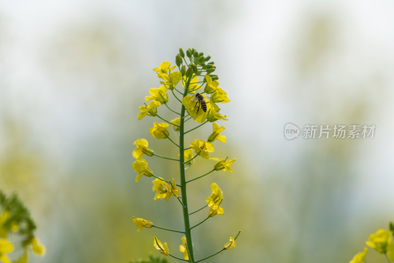 春天油菜花和蜜蜂