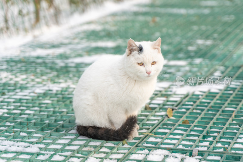 冬季城市流浪猫白猫