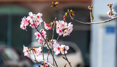 盛开的樱花枝，粉嫩花朵尽显春日气息