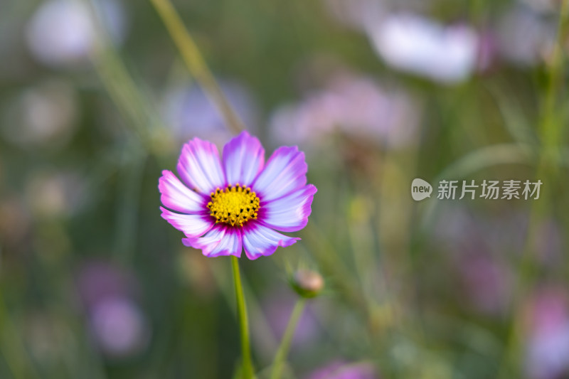 菊花、格桑花