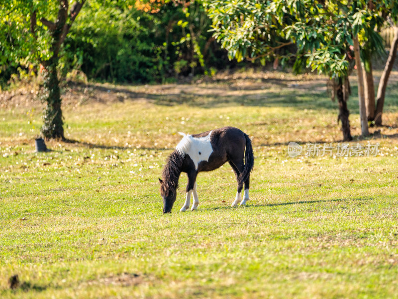 草地上吃草的马儿