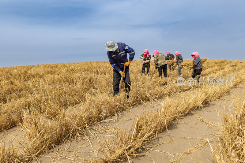 沙漠草方格固沙治沙施工现场