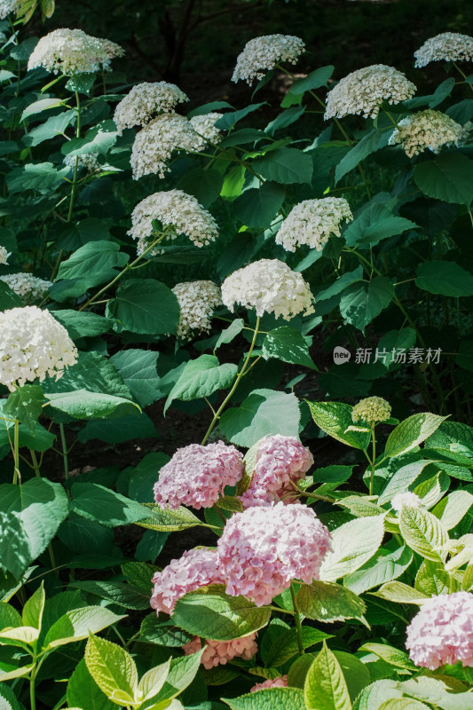 北京花乡公园彩色绣球