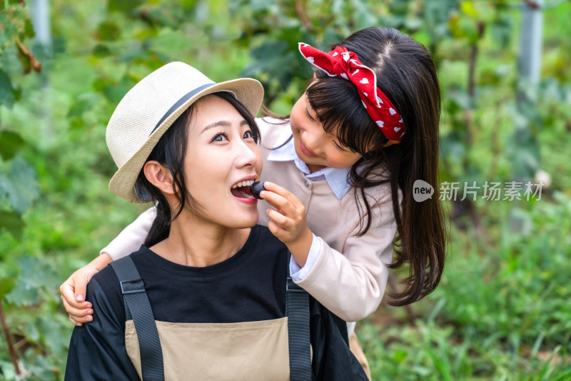 快乐的母女在果园采摘葡萄