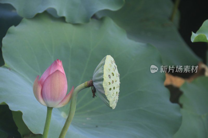 粉红色荷花 荷叶