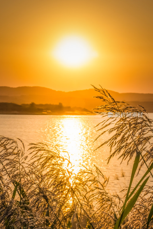 夕阳下河边芦苇荡自然风景