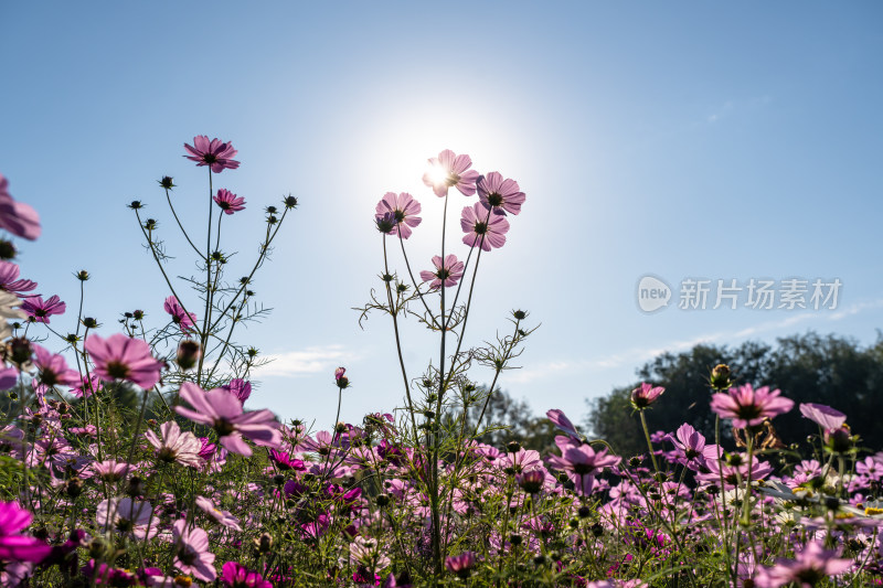 日出格桑花特写