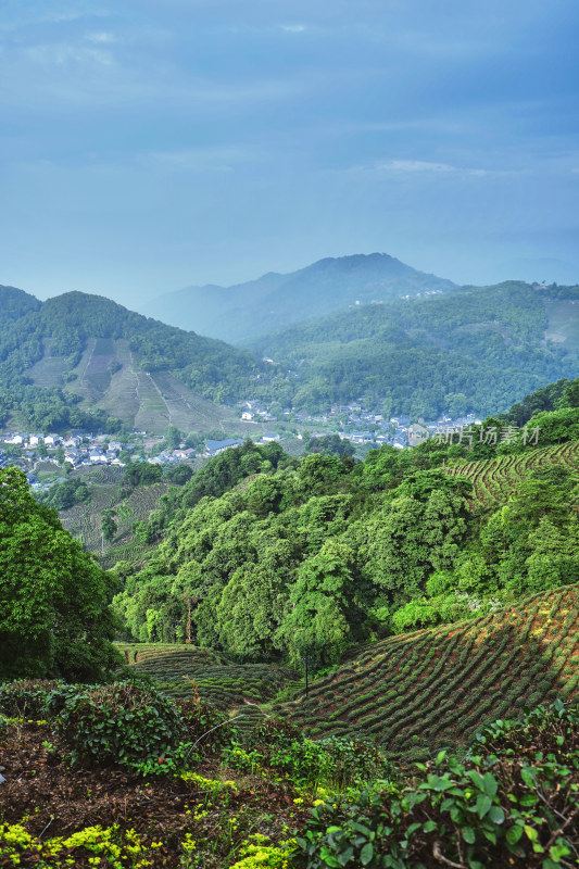 杭州龙井村茶园