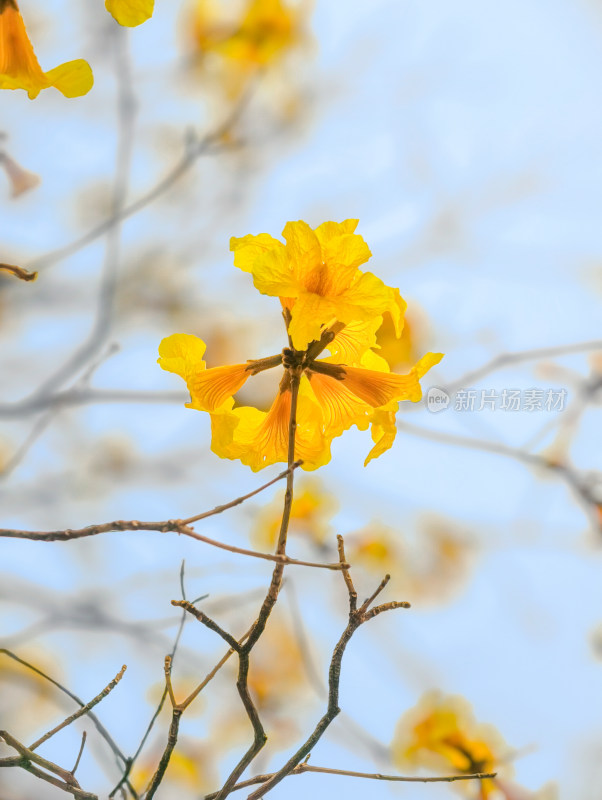 城市街道盛开黄花风铃木景象