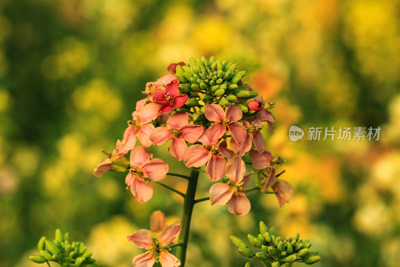 春天多彩的油菜花盛开