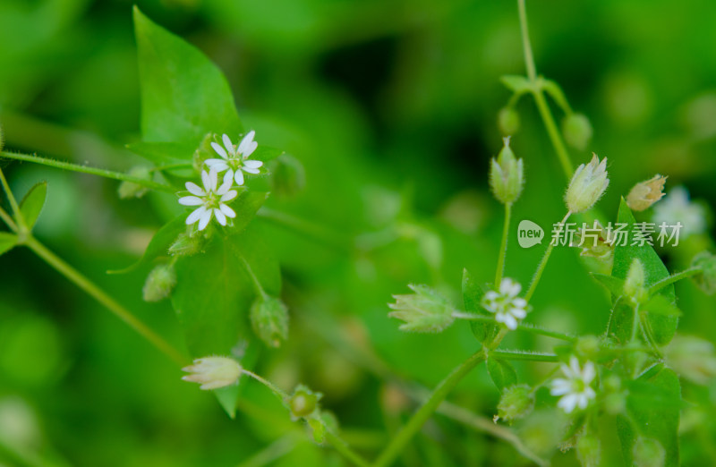 微距白色小花与绿叶