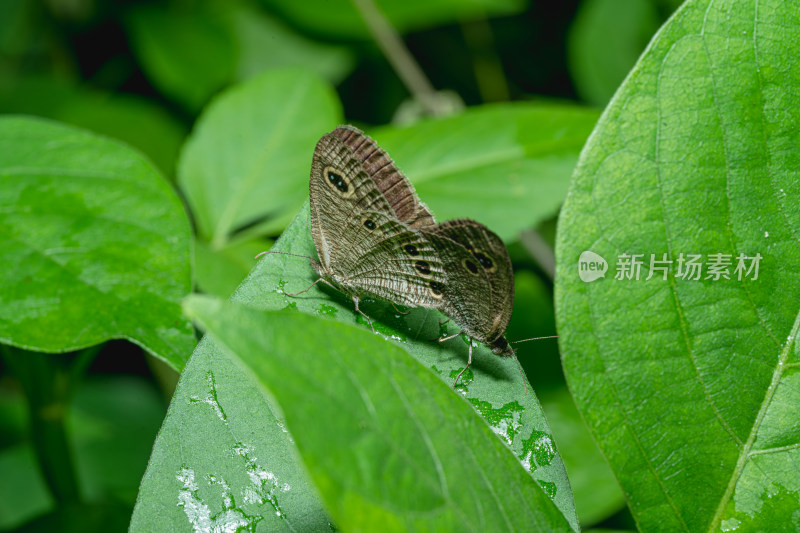 蝴蝶栖息在植物上