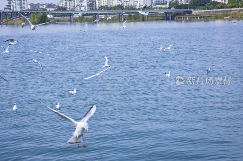 海鸥与城市的和谐之美