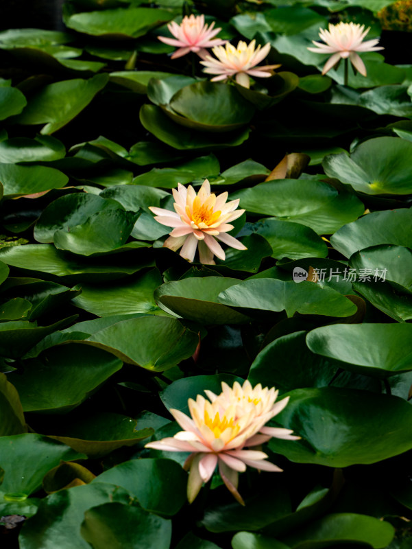 池塘睡莲莲花盛开