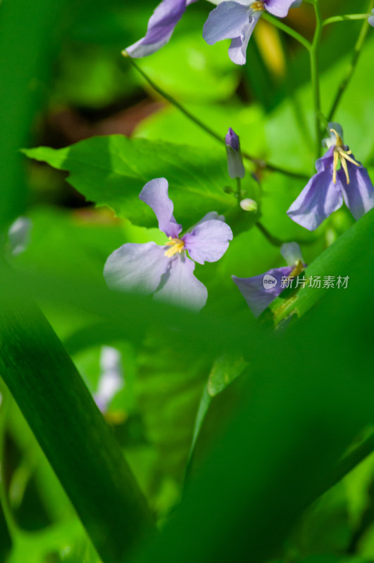 小小的野花