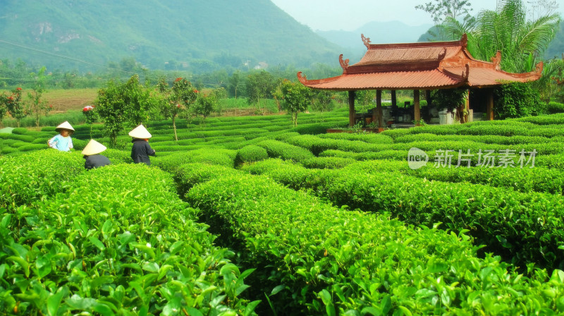 茶叶宣传茶园茶农采茶茶叶种植园