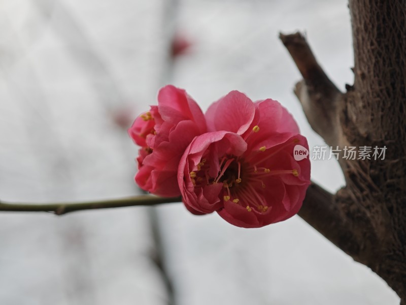 特写粉色梅花花朵与花苞