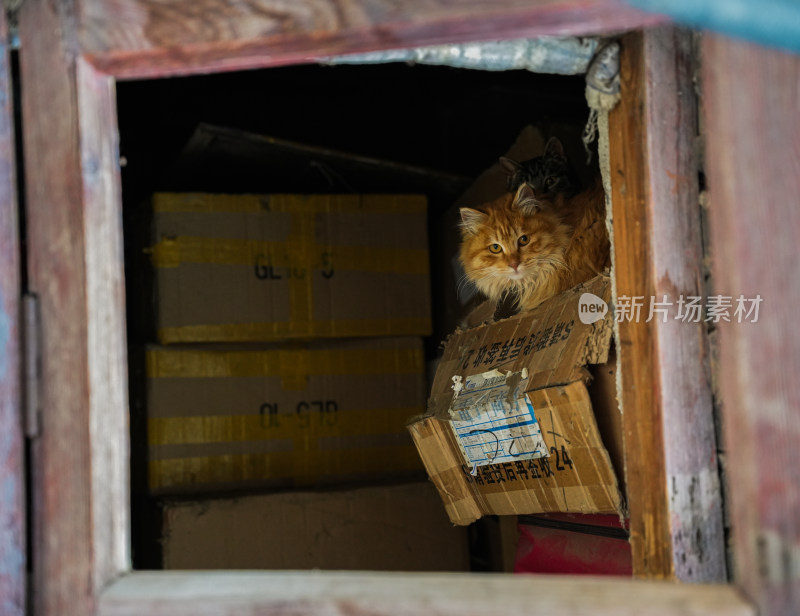 纸箱堆中露出头的猫咪