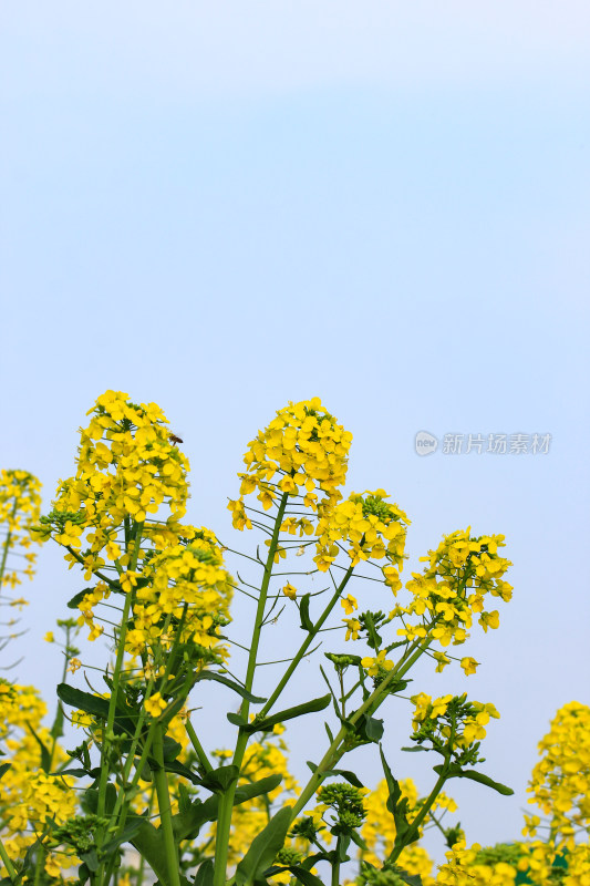 春天油菜花盛开