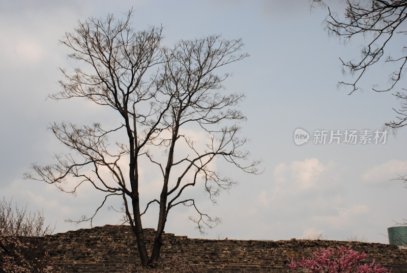 明城墙遗址公园 枯树