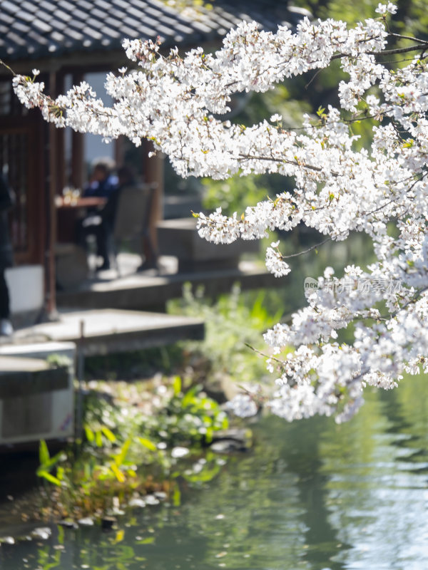 杭州西湖风景区曲院风荷荷花风景