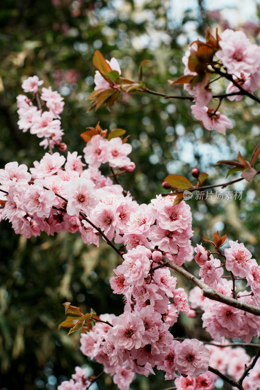 北京玉渊潭公园樱花节樱花