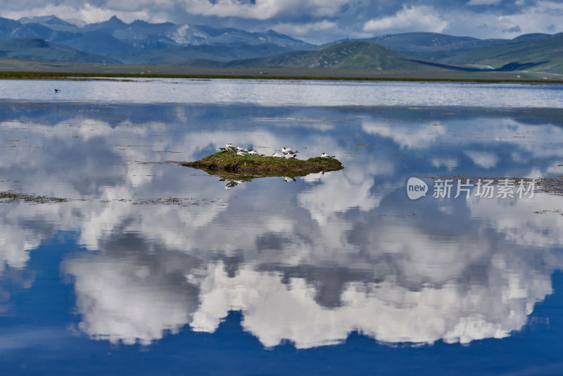 尕海湖的水鸟