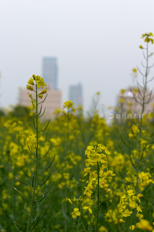 杭州萧山城市旁盛开的油菜花田