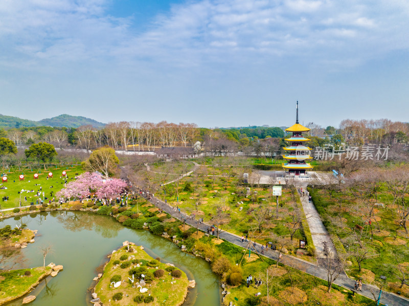 武汉东湖樱花园开园日的早樱景色