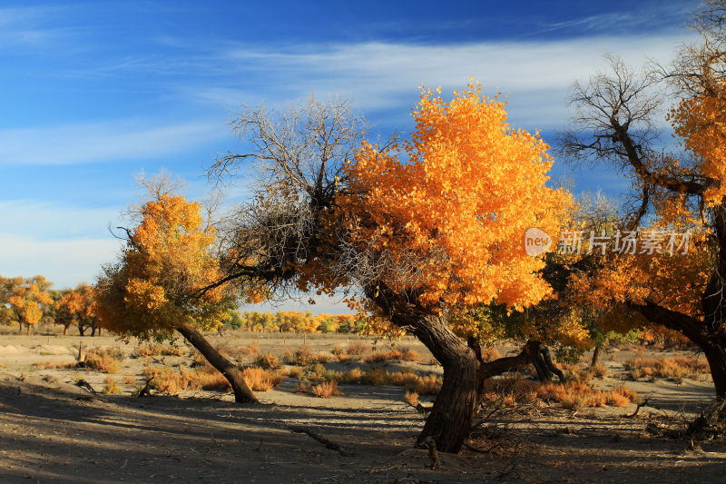 内蒙古额济纳金色胡杨树