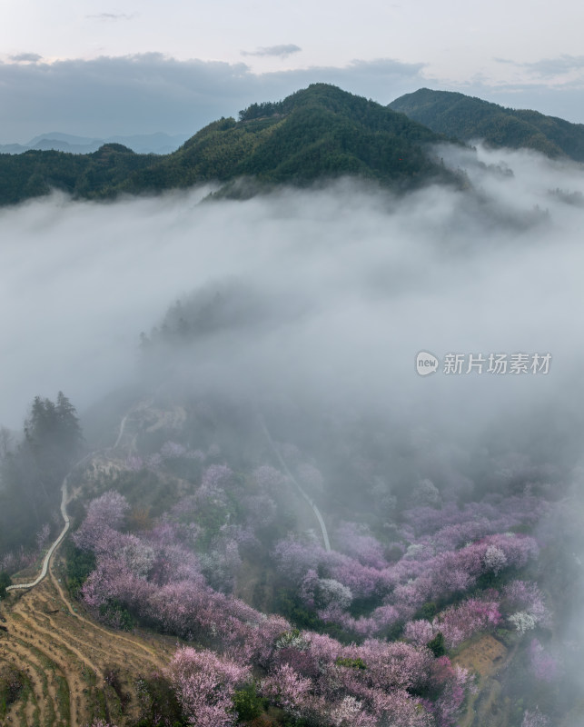 山间云雾中的烂漫花林