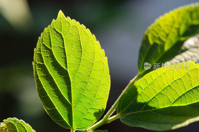 特写绿色叶片细节