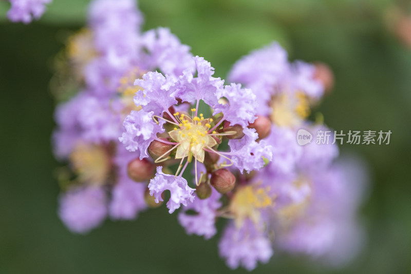 盛开的紫薇花