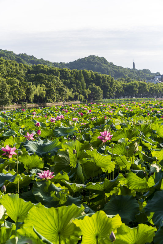 杭州西湖西泠桥风景