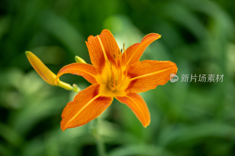 黄花菜 黄花