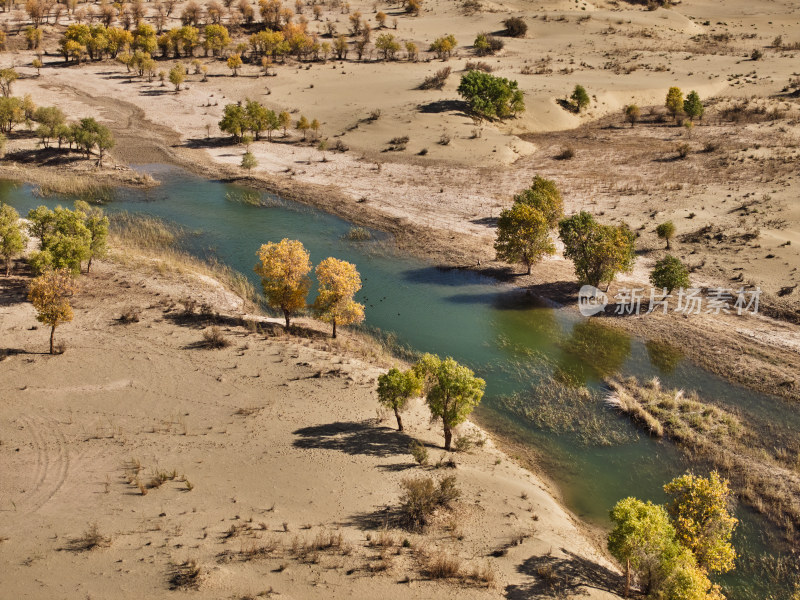 新疆的沙漠胡杨林