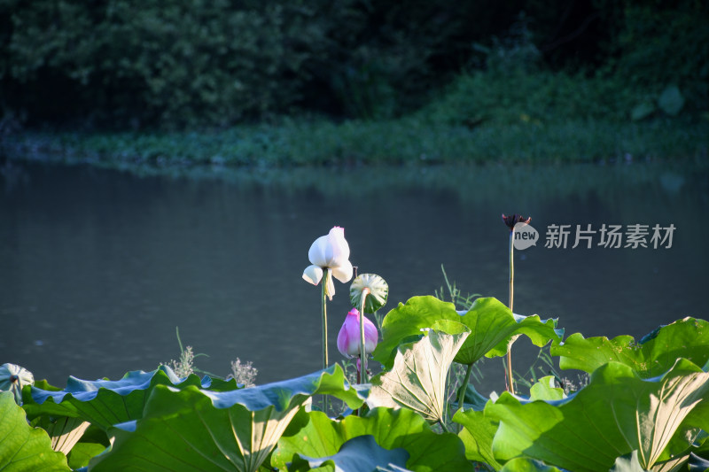 夏日的福州金山公园荷花